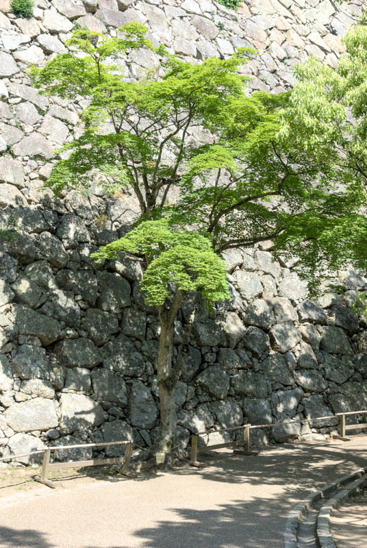 La barrière et l’arbre donnent une idée des murs à escalader avant d’arriver aux murs blancs (eux munis de mâchicoulis) 